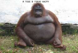 Я тебе в горло насру.jpg