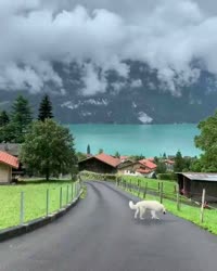 16277250802870.webm