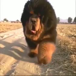 Тибетский мастиф.Boт это домашний питoмeц).mp4