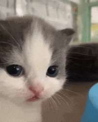 1627473918564.gif