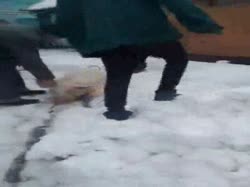 16332955924660.webm