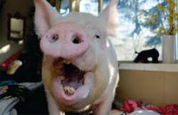 pig2.jpg