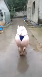 1640642211338.webm