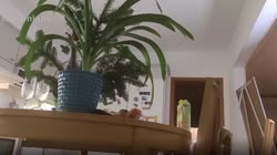 19813524381.webm
