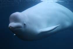beluga.jpg