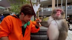 Monkey slaps guy with a toy sword.mp4
