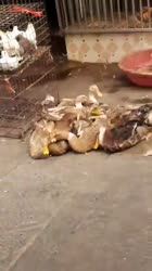 16301565499970.mp4