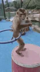 monkey-artificialbloom.gif