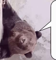 3ec6d613c2.gif