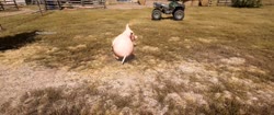 16426172390500.mp4
