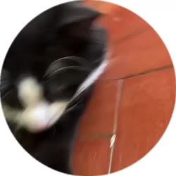 25188495006679177536.mp4