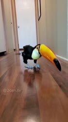 Nohop.OnlyWaddle.mp4