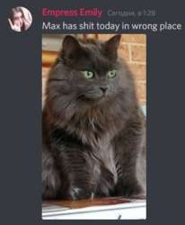 Max has shit today.jpg
