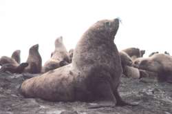 Stellersealionbull.jpg