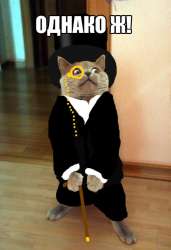 cat ilita.jpg