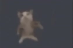 жесть.mp4