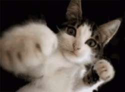 7467.gif