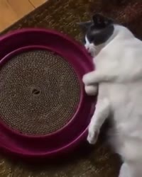 1664720430719.mp4