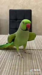 Говорящий ожереловый попугай Ричи ваше любимое1.mp4