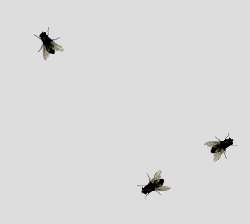 Fly.on.Desktop.1.4.png