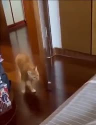 1647644895326.mp4