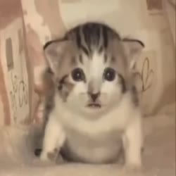 16636854549160.webm