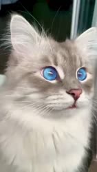 16647686525643.webm