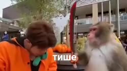 25294434584102968799.mp4