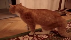 1596120204698.webm