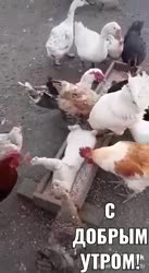 16647686525392.webm