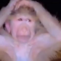 16661184882740.webm
