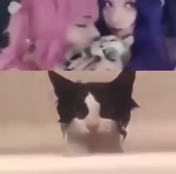 167396564296.mp4