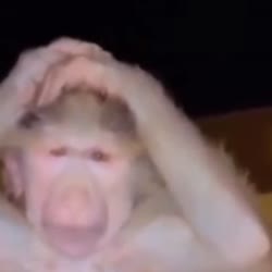 16657815354090.webm