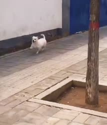 166753814127853860640x744[1].mp4