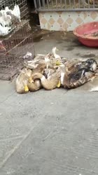 16488193258660.webm