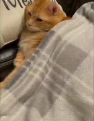 16678795565500.webm