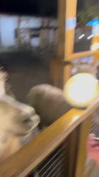 y7Rn4m.mp4