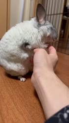 チンチラ倒れそう….mp4