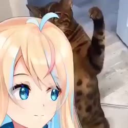 16688113792760.mp4
