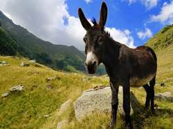 HD-wallpaper-donkey-countryside-animal-village.jpg