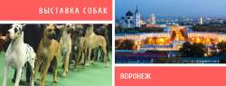 Vystavka-sobak-v-Voronezhe.jpg