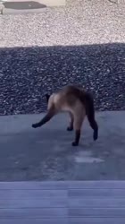 1567035353397.webm