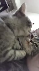 1523475489404.MP4