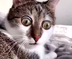 cat.mp4