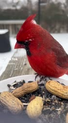 yjKgFMk.mp4