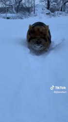 ZCCcf3kz.mp4
