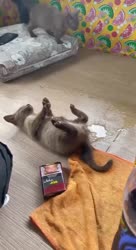 16673337282170.mp4