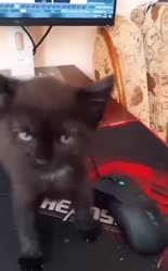 Без названия.mp4