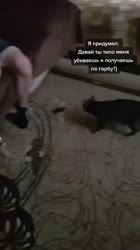 white.mp4