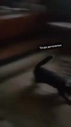 white.mp4